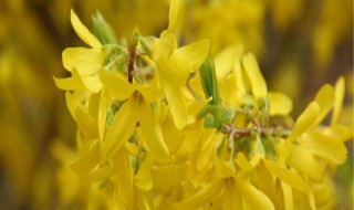连翘开花有几种颜色（连翘的花朵是黄色的吗）