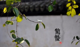惊蛰开什么花（惊蛰时开什么花）