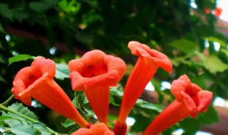 凌霄花养在客厅好不好（凌霄花养在客厅好不好呢）