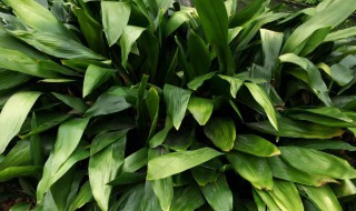 蜘蛛抱蛋是什么植物（蜘蛛抱蛋属植物）