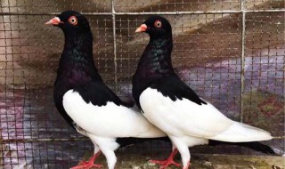 观赏鸽怎么养殖（观赏鸽怎么养殖视频）