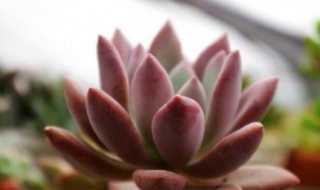 多肉奥普琳娜怎么养护 多肉奥普琳娜的养殖方法和注意事项