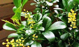 米兰有什么传说故事 米兰的爱情故事