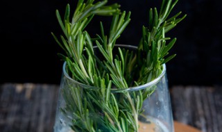 迷迭香有什么传说故事 迷迭香民间故事