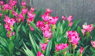 姜荷花有什么传说故事 有关荷花的传说和故事