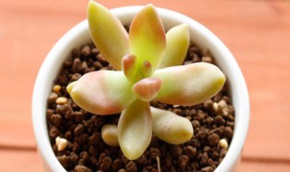 凝脂莲和劳尔的区别 凝脂莲是不是劳尔