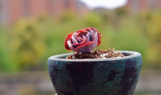 红粉台阁的功效与作用 红粉台阁有多贵