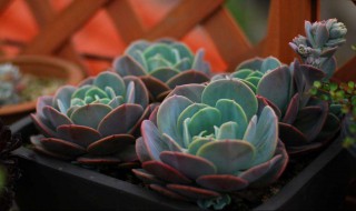 红粉台阁和蓝粉台阁的区别 红粉台阁和蓝粉台阁的区别(图