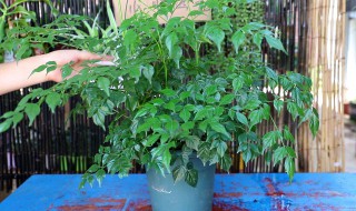 幸福树的拜访禁忌（幸福树的摆放禁忌）