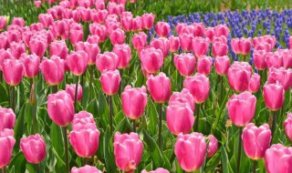 郁金香如何延长花期（郁金香的花期调控）