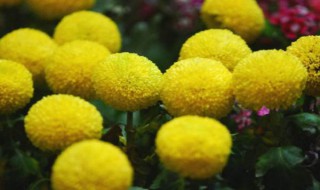 乒乓菊花语是什么 乒乓菊花语是什么白色