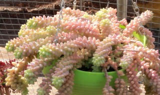 多肉新玉缀怎么爆盆（新玉缀怎么养爆盆）