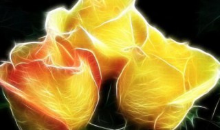 黄玫瑰的历史 黄玫瑰百科