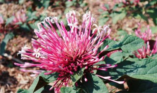 烟火树的花语（花烟树花语）