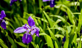 鸢尾花的花语是什么 鸢尾属植物 花语