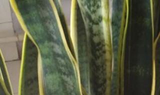 金边虎皮兰开花吗（金边虎皮兰开花吗开的花香吗）