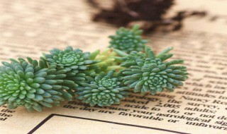 多肉球松掉叶子怎么回事（松球多肉叶子都枯了）