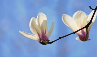 玉兰花象征什么（玉兰花象征什么品格）