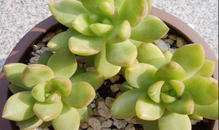 黄丽多肉怎么养变色快（多肉植物黄丽怎么养护）