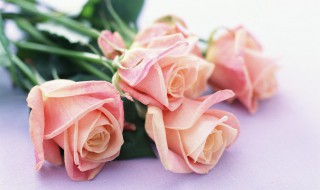 粉红色玫瑰的含义（粉色玫瑰 含义）