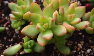 铭月和姬胧月的区别（姬胧月怎么样）