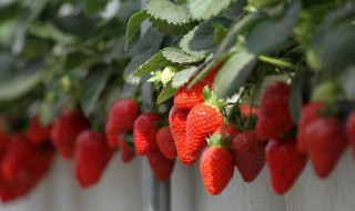 草莓的种植方法（草莓的种植方法和技术视频）