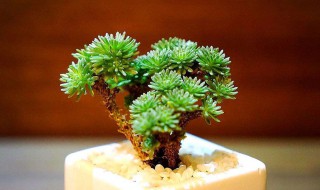 球松如何繁殖（球松如何繁殖和扦插）