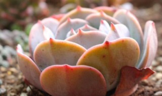 红粉台阁有毒吗 红粉台阁和蓝粉台阁