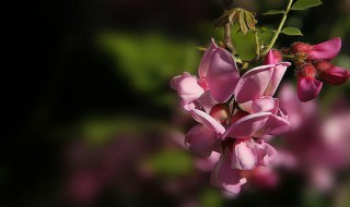 紫槐花播种时需要做什么（紫槐花树用什么嫁接）