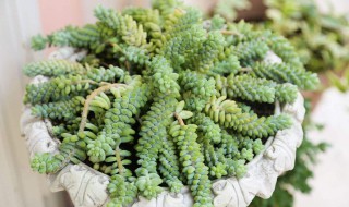 新玉缀怎么浇水（新玉缀浇水方法）