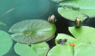 水芙蓉的叶子能吃吗（芙蓉叶可以泡水喝吗）