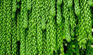 新玉缀的功效与作用 新玉缀和玉缀的区别