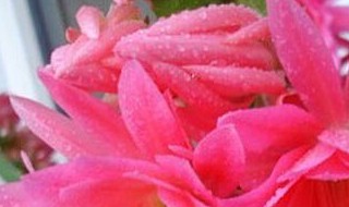 水芙蓉的繁殖方法（水芙蓉的繁殖方法有哪些）