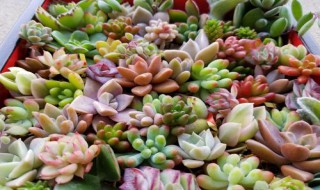 多肉春萌开花会死吗 多肉开花就会死吗