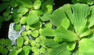 水芙蓉叶子发黄怎么办（水芙蓉叶子发黄是什么原因）