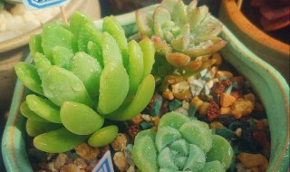 春萌掉叶子怎么办（春萌叶子发黑）