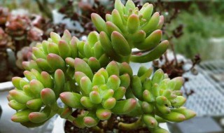 春萌有毒吗（春芛有毒吗）