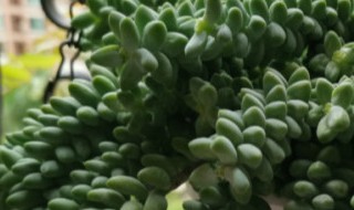 春萌开花吗 春萌开花吗?