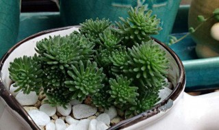 球松有什么作用（松果球的作用）