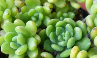 春萌属于什么科（春萌有几种）