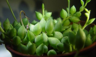 佛珠和情人泪的区别（情人的眼泪和佛珠的区别）