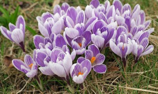 番红花有什么传说故事 番红花的传说