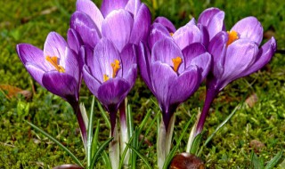 番红花的花语和寓意（番红花的花语是什么）