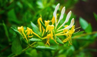 金银花的花语 金银花的花语是什么