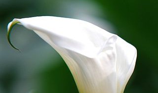 马蹄莲开花怎么处理 马蹄莲开花怎么处理掉