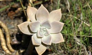 冬美人和胧月哪个好 胧月与冬美人哪个好