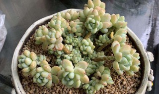 劳尔多肉怎么养成老桩 劳尔多肉怎么养成老桩盆栽