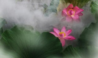 水芙蓉怎么养护 水芙蓉怎么养护和修剪