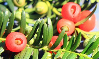 红豆杉怎么分公母（红豆杉怎么分公母树）