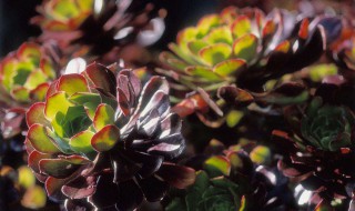 哪种黑法师最好看 哪个黑法师最好看